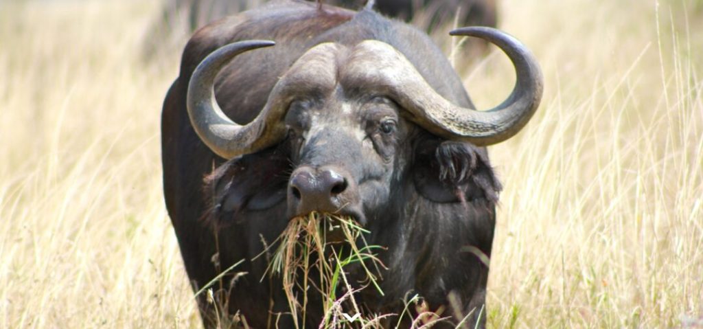 Búfalo de Tanzania