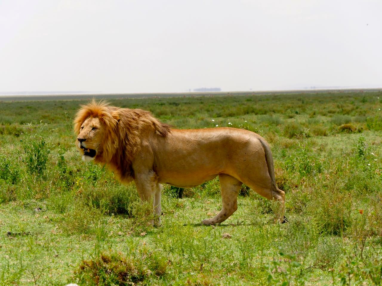 Cratere Du Ngorongoro