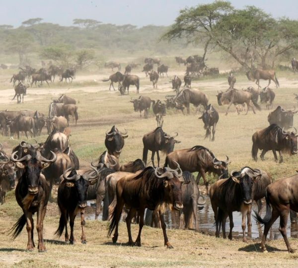 Grande Migration Tanzania