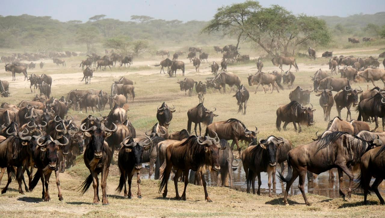 Grande Migration Tanzanie