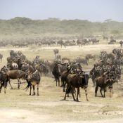 El Parque Nacional del Serengeti, la primera atracción de Tanzania