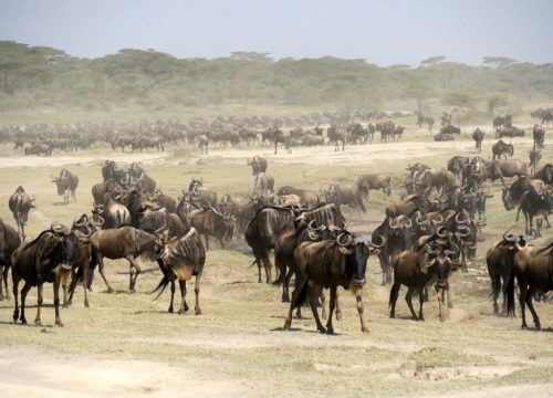 El Parque Nacional del Serengeti, la primera atracción de Tanzania