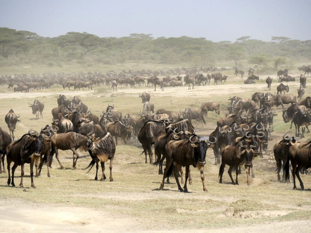 Le Parc National du Serengeti, 1ère attraction de Tanzanie