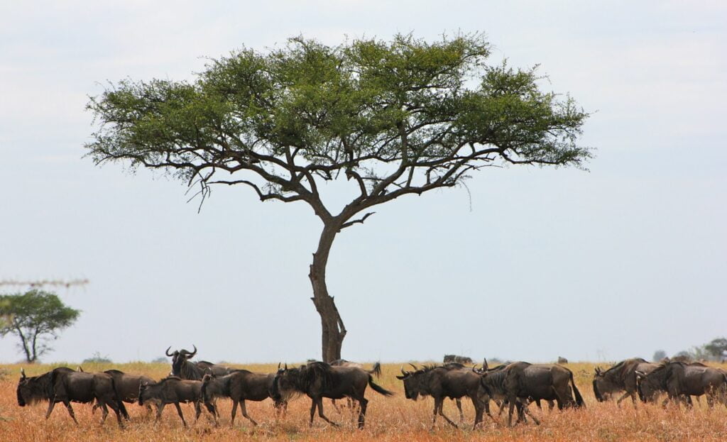 Migration Serengeti