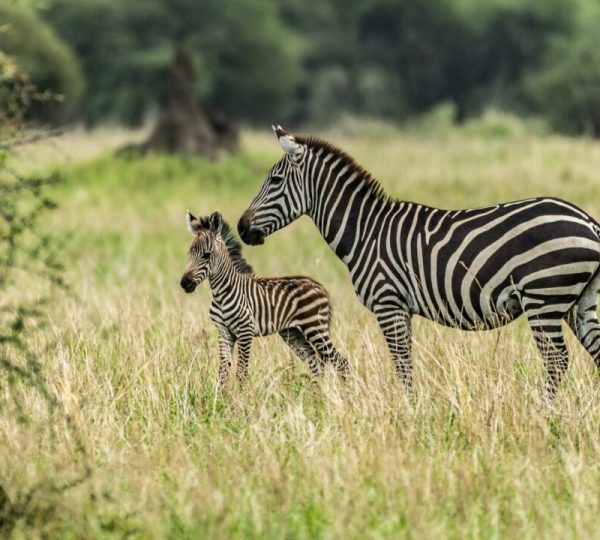 Parque nacional de Tarangire