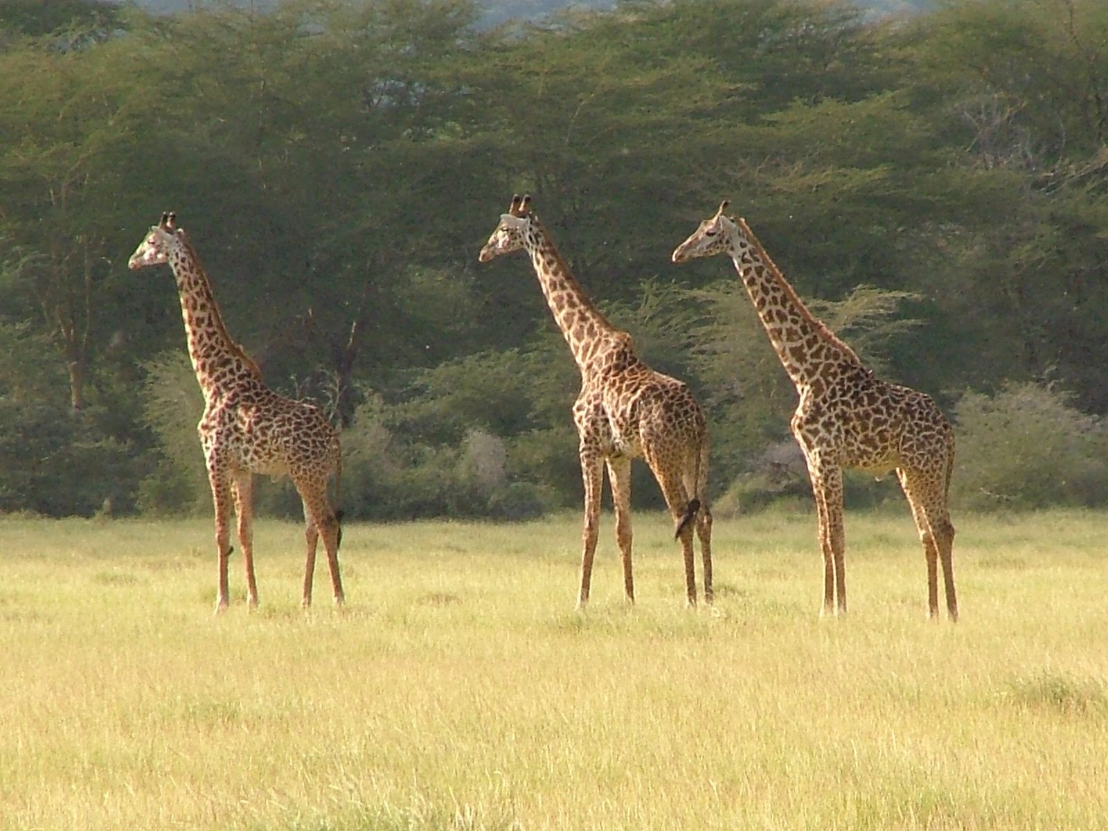 Girafe de Tanzanie