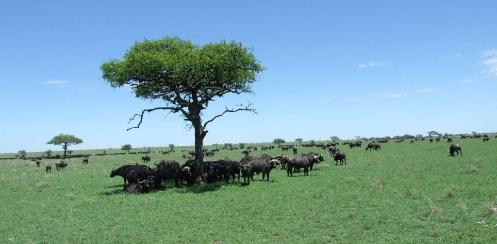 Serengeti Safari