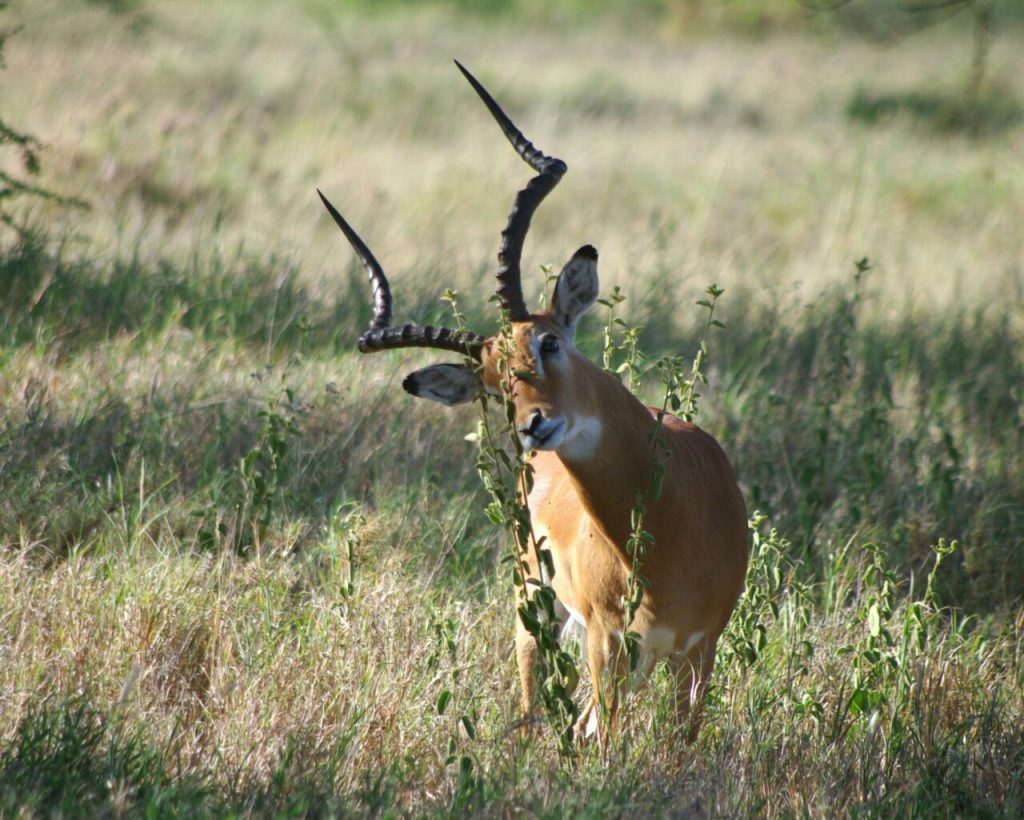 Voyage En Tanzania Safari