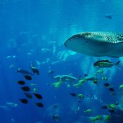 ¡Nadar con tiburones ballena!