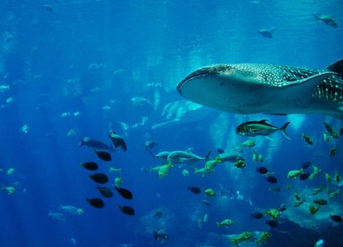 ¡Nadar con tiburones ballena!