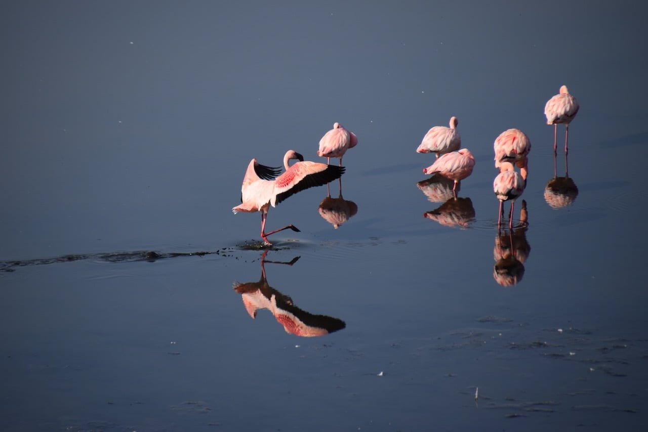 Flammant rose de Tanzania