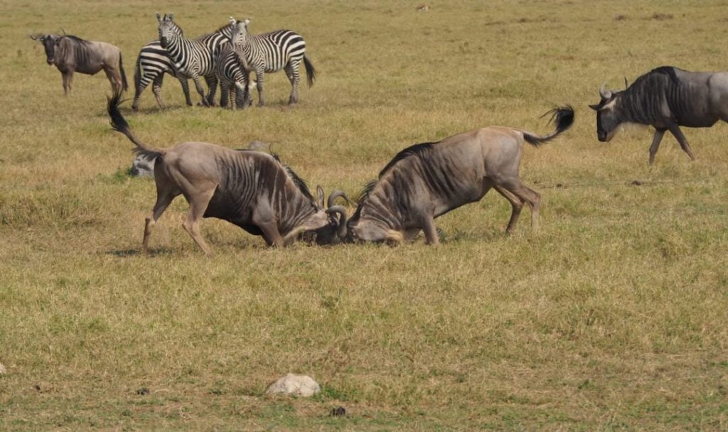 Migration Tanzania