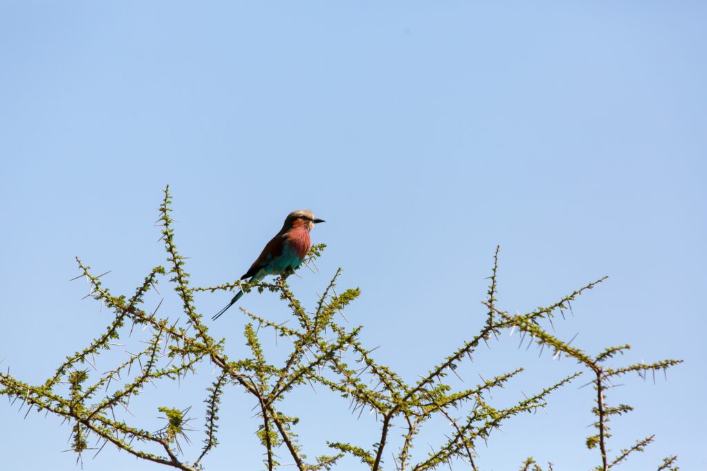 Mkomazi Safari