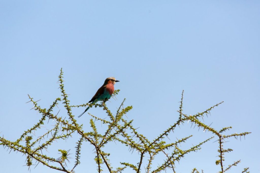 Mkomazi Safari