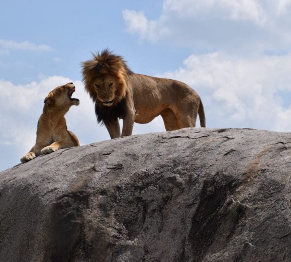 Parque Manyara