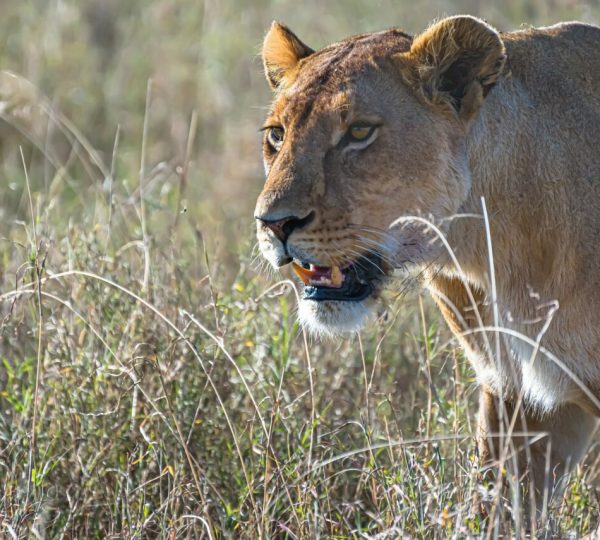 reserva de Selous