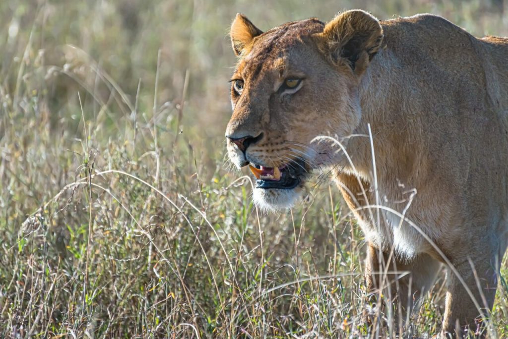 reserve de selous