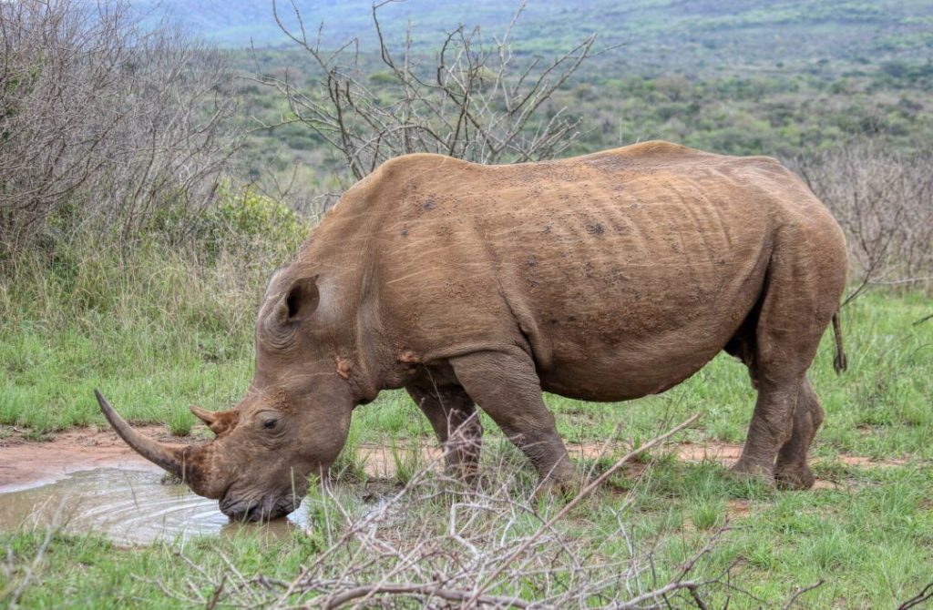 Rhinoceros Big Five Safari Tanzania