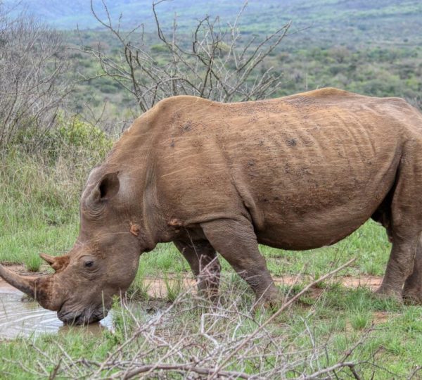 Rhinoceros Tanzania