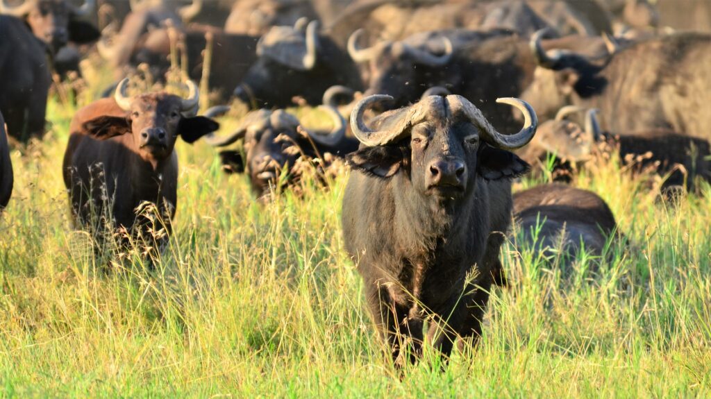 Buffle Big Five Safari Tanzani