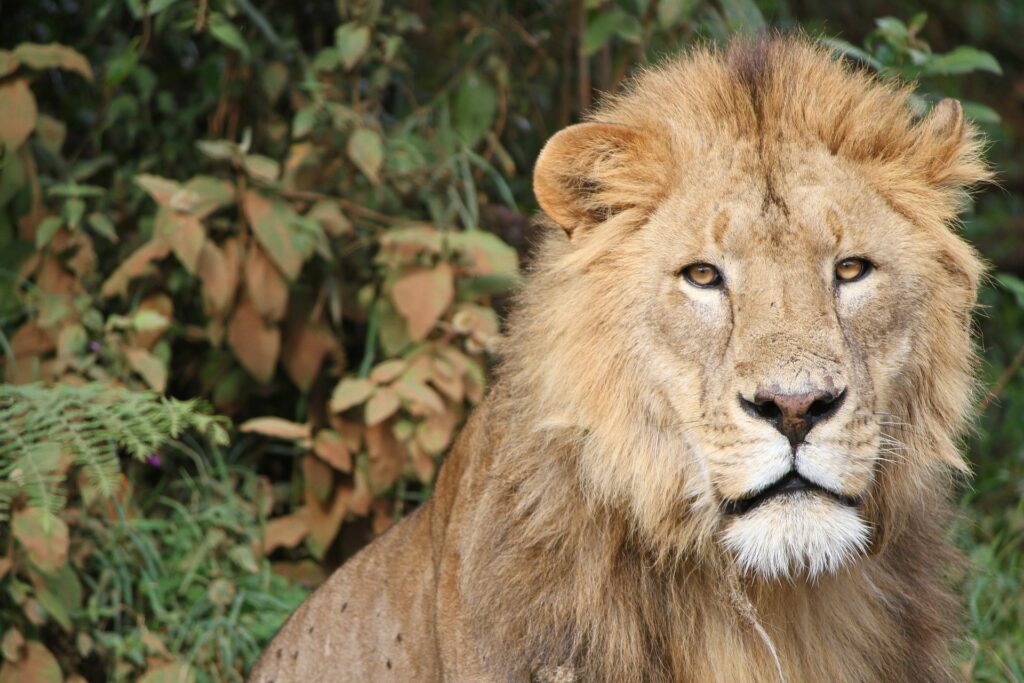 lion safari tanzani big five