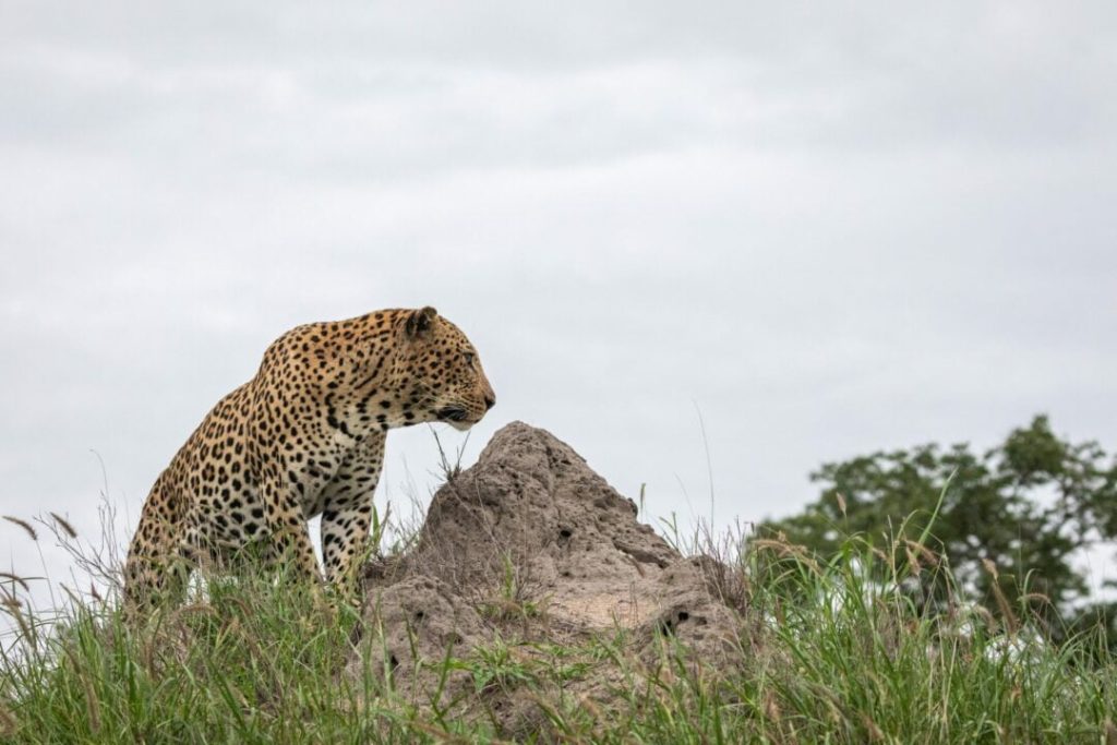 Leopardo big five tanzania safari