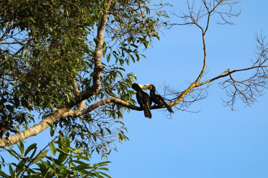 Tanzania Safari Mkomazi