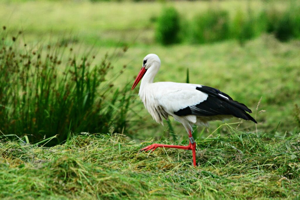 voyage-en-tanzanie-safari