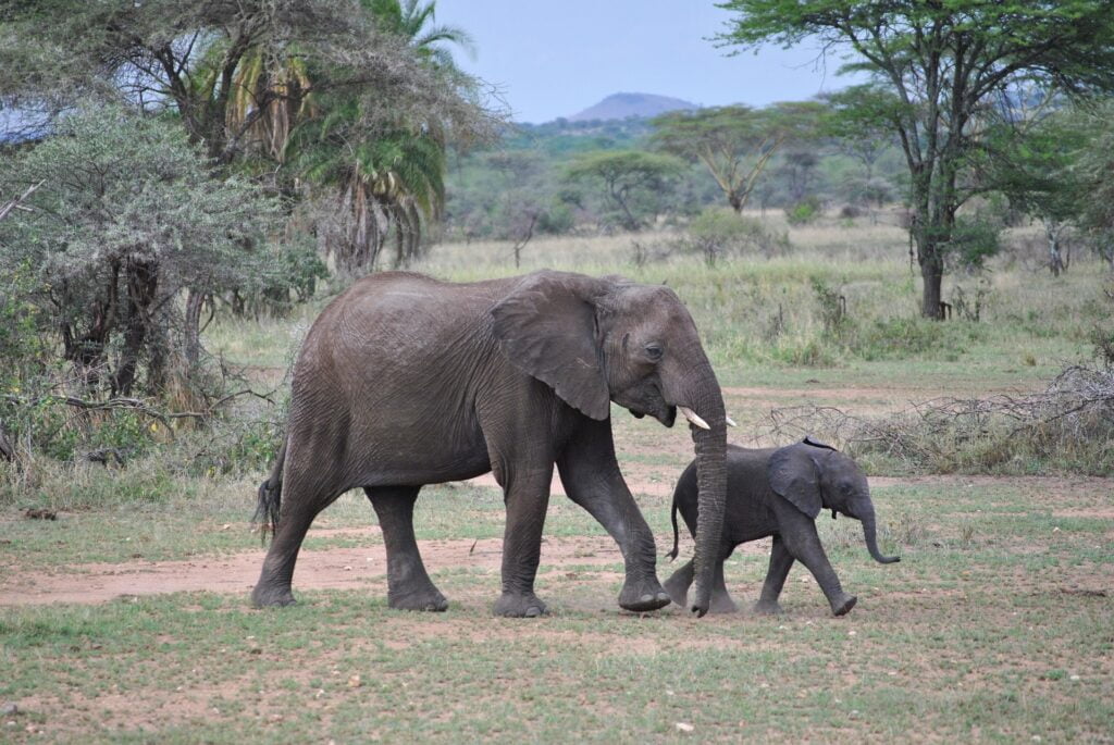 Elephant Big Five Safari Tanzanie