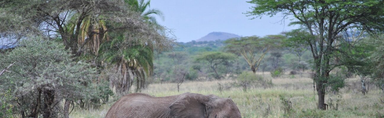 Elephant Big Five Tanzanie