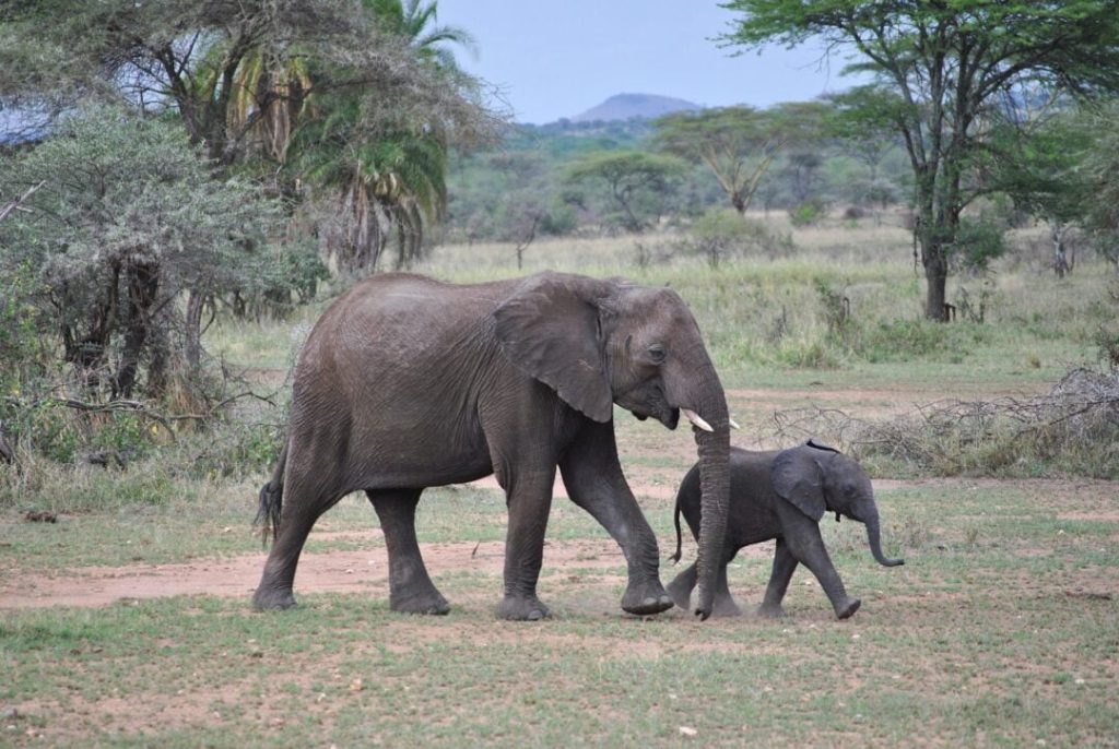 Elephant Big Five Safari Tanzania