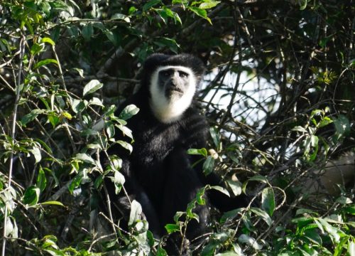 Arusha