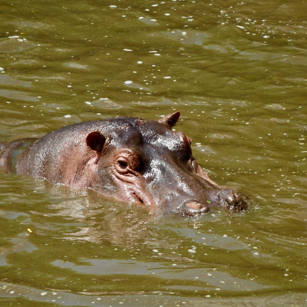 Hipopótamo en el lago Manyara
