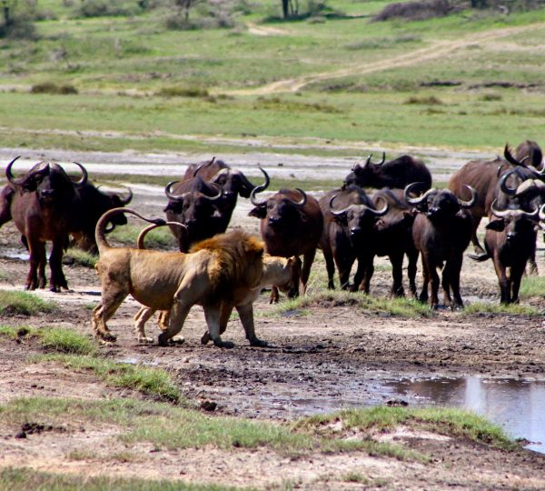 Región de Ndutu