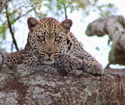 ¿Qué animales se pueden observar en el Serengeti?