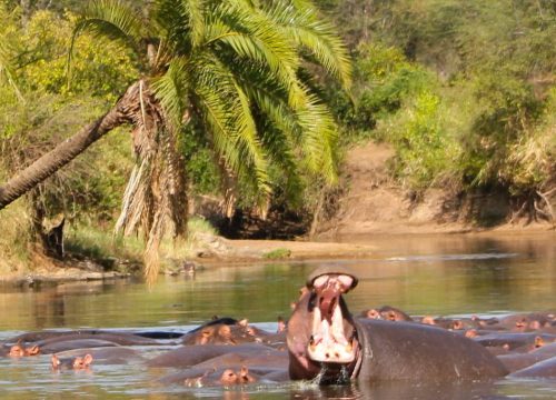 Safari Selous 3 días