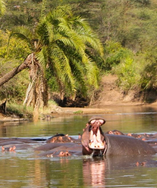 Safari Selous 3 días