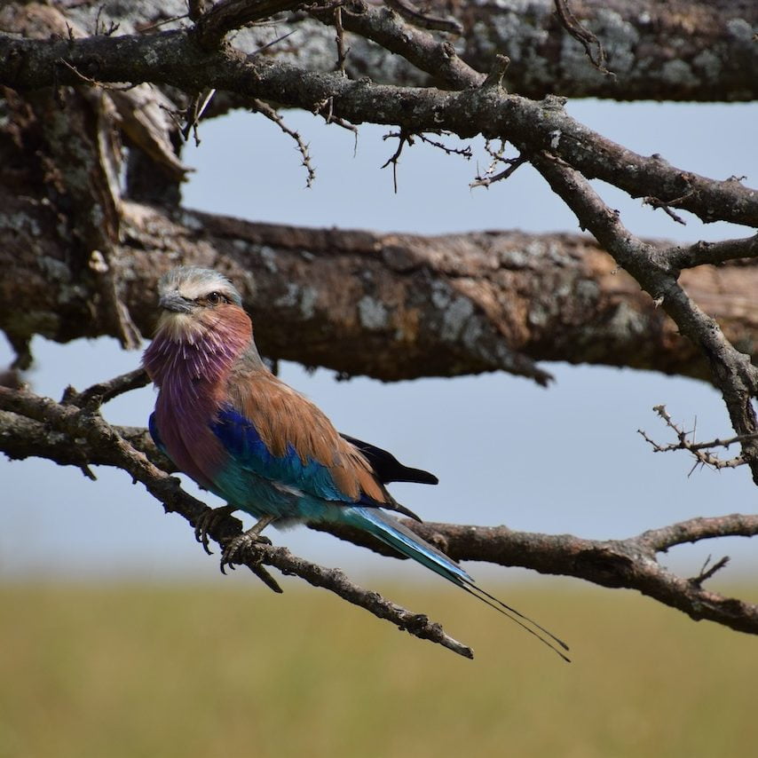 Safari En Tanzanie