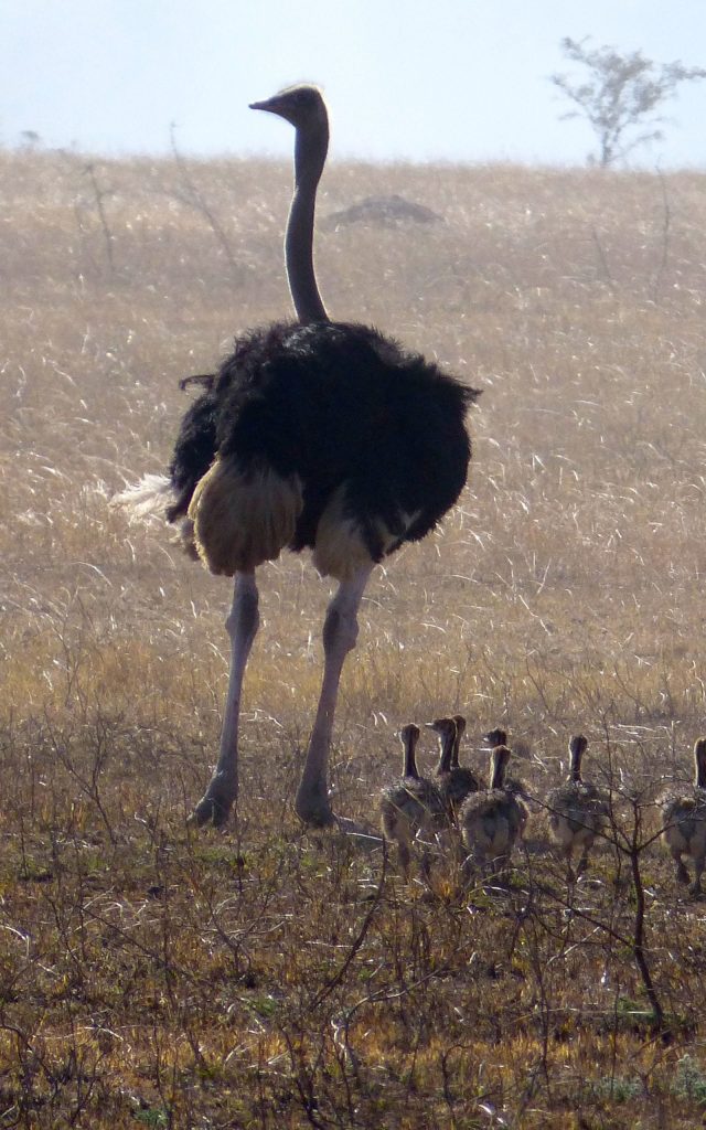 Safari Tanzania Autruche