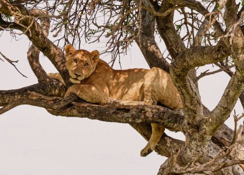Safari Karibuni 4 días