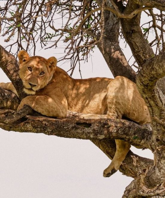 Safari Karibuni 4 días