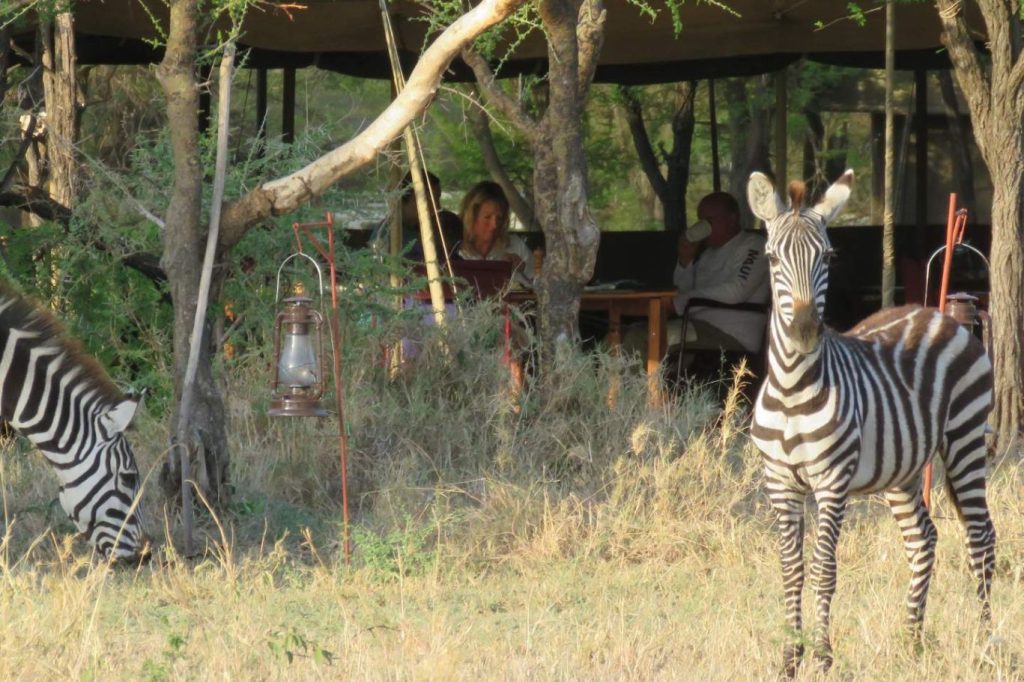 Campamento para observar la naturaleza