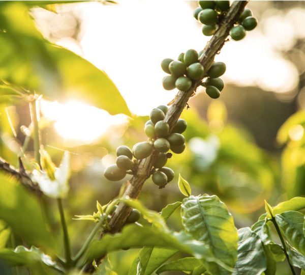 Cultivo del café