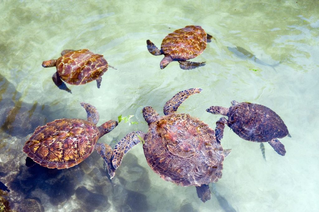 Fun Beach Resort Zanzibar snorkeling