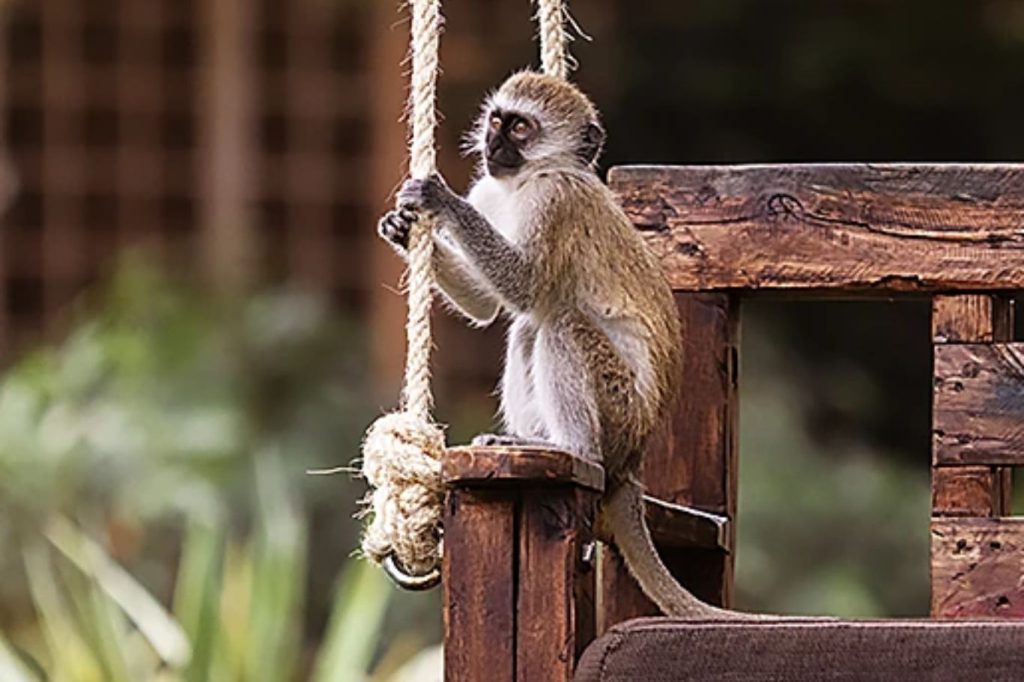 Olerai Lodge Tanzania