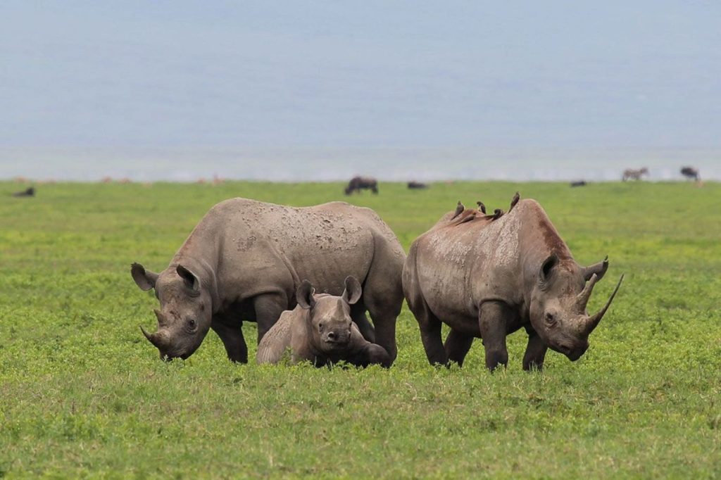 Rhinoceros Neptune Ngorongoro Luxury Lodge