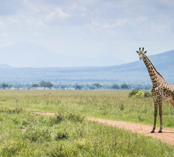 Safari de jirafas