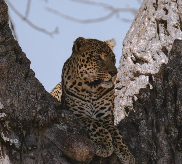 Safari de guepardo