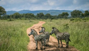 Safari grupal Karibuni