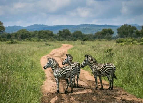 Safari grupal Karibuni
